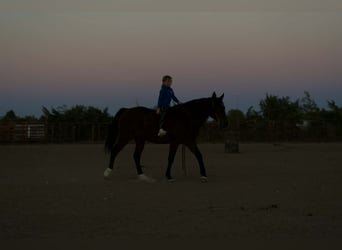 American Quarter Horse Mix, Ruin, 9 Jaar, 150 cm, Roodbruin