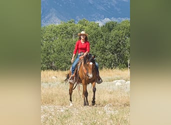 American Quarter Horse, Ruin, 9 Jaar, 150 cm, Roodbruin