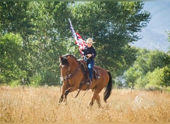 American Quarter Horse, Ruin, 9 Jaar, 150 cm, Roodbruin