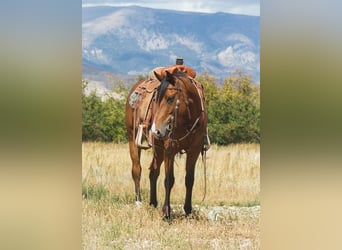 American Quarter Horse, Ruin, 9 Jaar, 150 cm, Roodbruin