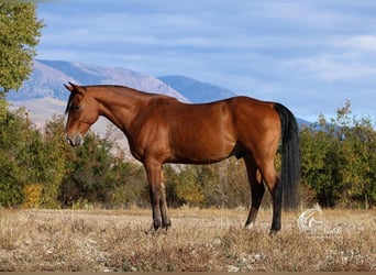 American Quarter Horse, Ruin, 9 Jaar, 150 cm, Roodbruin