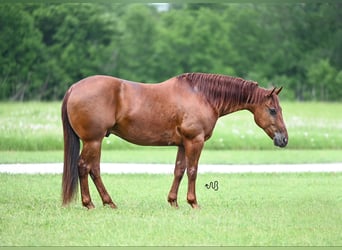 American Quarter Horse, Ruin, 9 Jaar, 150 cm, Roodvos