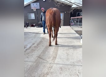 American Quarter Horse, Ruin, 9 Jaar, 150 cm, Roodvos