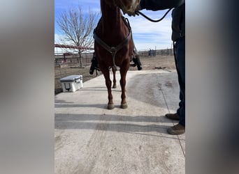 American Quarter Horse, Ruin, 9 Jaar, 150 cm, Roodvos