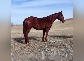 American Quarter Horse, Ruin, 9 Jaar, 150 cm, Roodvos