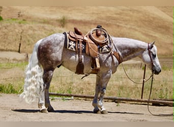 American Quarter Horse, Ruin, 9 Jaar, 150 cm, Schimmel