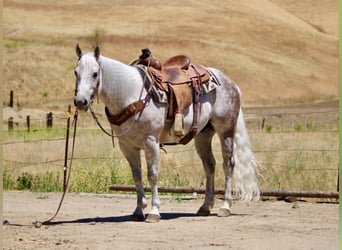 American Quarter Horse, Ruin, 9 Jaar, 150 cm, Schimmel