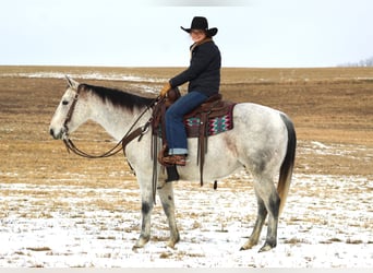 American Quarter Horse, Ruin, 9 Jaar, 150 cm, Schimmel