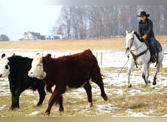 American Quarter Horse, Ruin, 9 Jaar, 150 cm, Schimmel