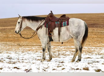 American Quarter Horse, Ruin, 9 Jaar, 150 cm, Schimmel