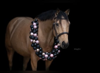 American Quarter Horse, Ruin, 9 Jaar, 151 cm, Buckskin