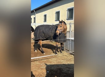 American Quarter Horse, Ruin, 9 Jaar, 151 cm, Buckskin