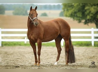 American Quarter Horse, Ruin, 9 Jaar, 152 cm, Bruin