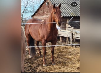 American Quarter Horse, Ruin, 9 Jaar, 152 cm, Bruin