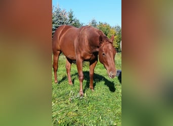 American Quarter Horse, Ruin, 9 Jaar, 152 cm, Bruin