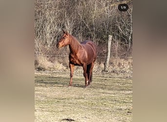 American Quarter Horse, Ruin, 9 Jaar, 152 cm, Bruin