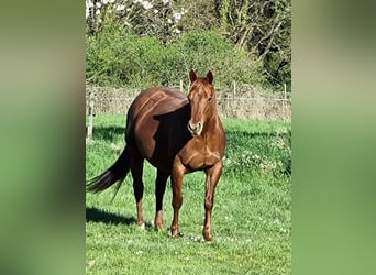 American Quarter Horse, Ruin, 9 Jaar, 152 cm, Bruin