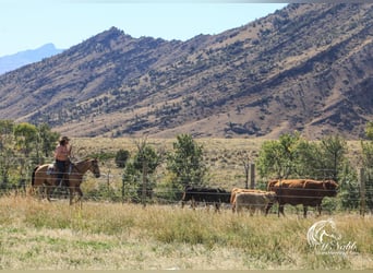 American Quarter Horse, Ruin, 9 Jaar, 152 cm, Buckskin