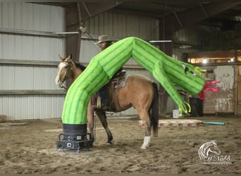 American Quarter Horse, Ruin, 9 Jaar, 152 cm, Buckskin