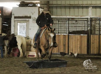 American Quarter Horse, Ruin, 9 Jaar, 152 cm, Buckskin