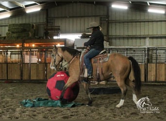 American Quarter Horse, Ruin, 9 Jaar, 152 cm, Buckskin