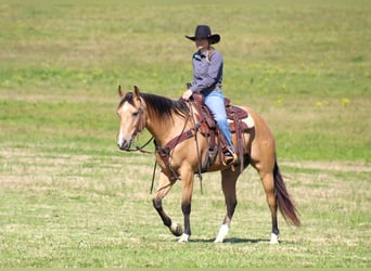 American Quarter Horse, Ruin, 9 Jaar, 152 cm, Buckskin