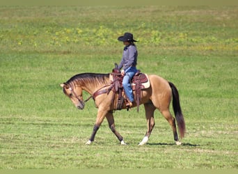 American Quarter Horse, Ruin, 9 Jaar, 152 cm, Buckskin