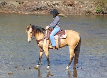 American Quarter Horse, Ruin, 9 Jaar, 152 cm, Buckskin