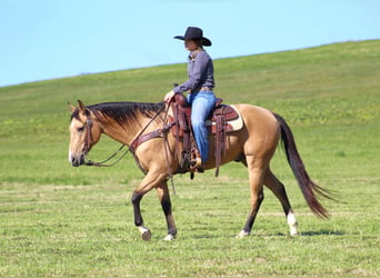 American Quarter Horse, Ruin, 9 Jaar, 152 cm, Buckskin