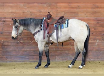 American Quarter Horse, Ruin, 9 Jaar, 152 cm, Buckskin