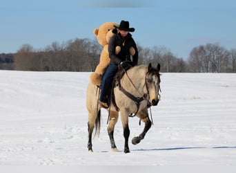 American Quarter Horse, Ruin, 9 Jaar, 152 cm, Buckskin
