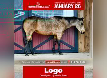 American Quarter Horse, Ruin, 9 Jaar, 152 cm, Buckskin