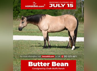 American Quarter Horse, Ruin, 9 Jaar, 152 cm, Buckskin