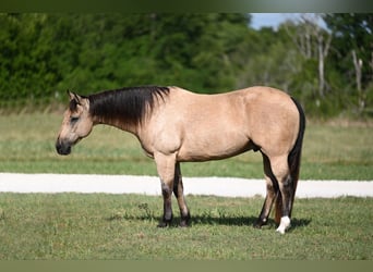 American Quarter Horse, Ruin, 9 Jaar, 152 cm, Buckskin