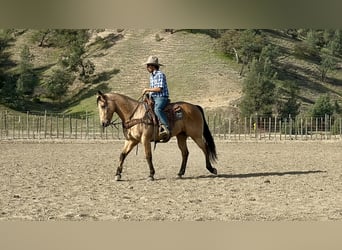 American Quarter Horse, Ruin, 9 Jaar, 152 cm, Buckskin