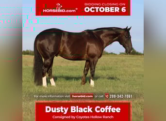 American Quarter Horse, Ruin, 9 Jaar, 152 cm, Donkere-vos