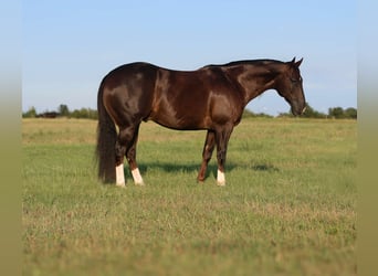 American Quarter Horse, Ruin, 9 Jaar, 152 cm, Donkere-vos