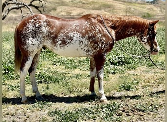 American Quarter Horse, Ruin, 9 Jaar, 152 cm, Donkere-vos