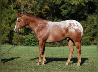 American Quarter Horse, Ruin, 9 Jaar, 152 cm, Donkere-vos