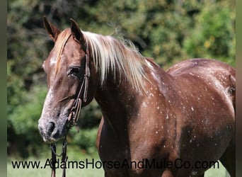 American Quarter Horse, Ruin, 9 Jaar, 152 cm, Donkere-vos