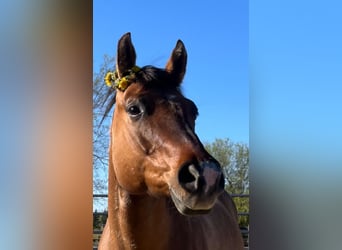 American Quarter Horse, Ruin, 9 Jaar, 152 cm, Falbe