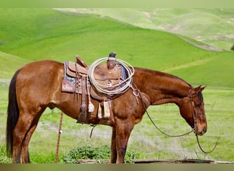 American Quarter Horse, Ruin, 9 Jaar, 152 cm, Falbe