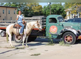 American Quarter Horse, Ruin, 9 Jaar, 152 cm, Gevlekt-paard
