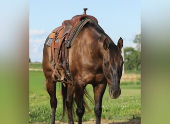 American Quarter Horse, Ruin, 9 Jaar, 152 cm, Grullo