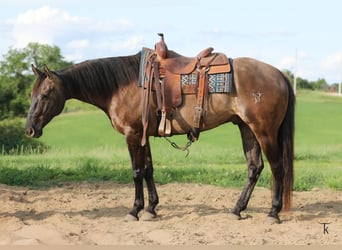 American Quarter Horse, Ruin, 9 Jaar, 152 cm, Grullo