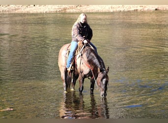 American Quarter Horse, Ruin, 9 Jaar, 152 cm, Grullo