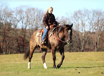 American Quarter Horse, Ruin, 9 Jaar, 152 cm, Grullo