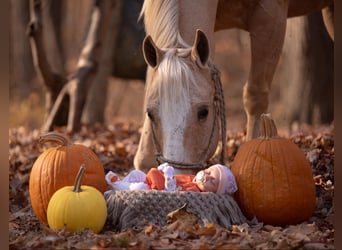 American Quarter Horse, Ruin, 9 Jaar, 152 cm, Palomino