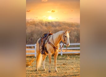 American Quarter Horse, Ruin, 9 Jaar, 152 cm, Palomino