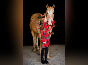 American Quarter Horse, Ruin, 9 Jaar, 152 cm, Palomino